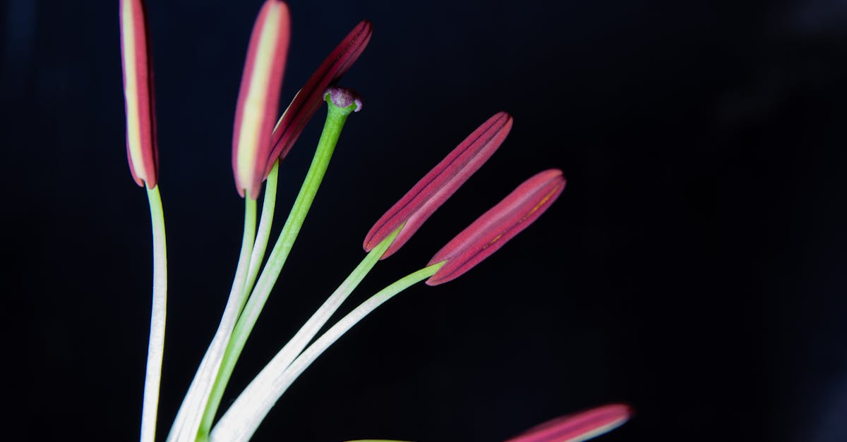 Free stock photo of biology, flower, garden