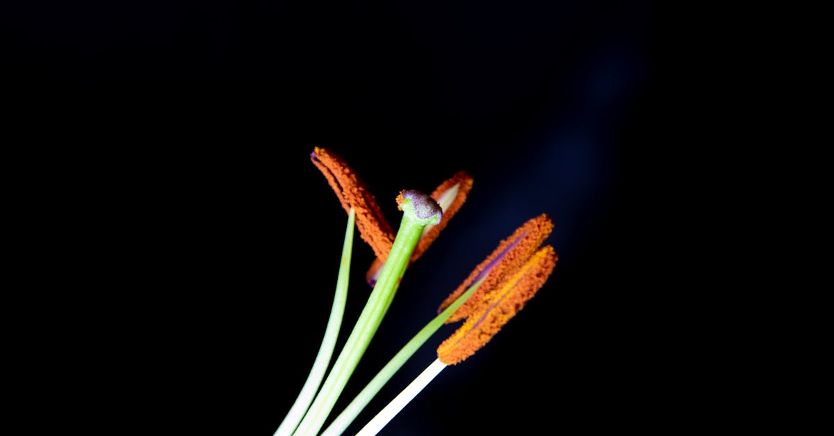 Free stock photo of biology, flower, garden