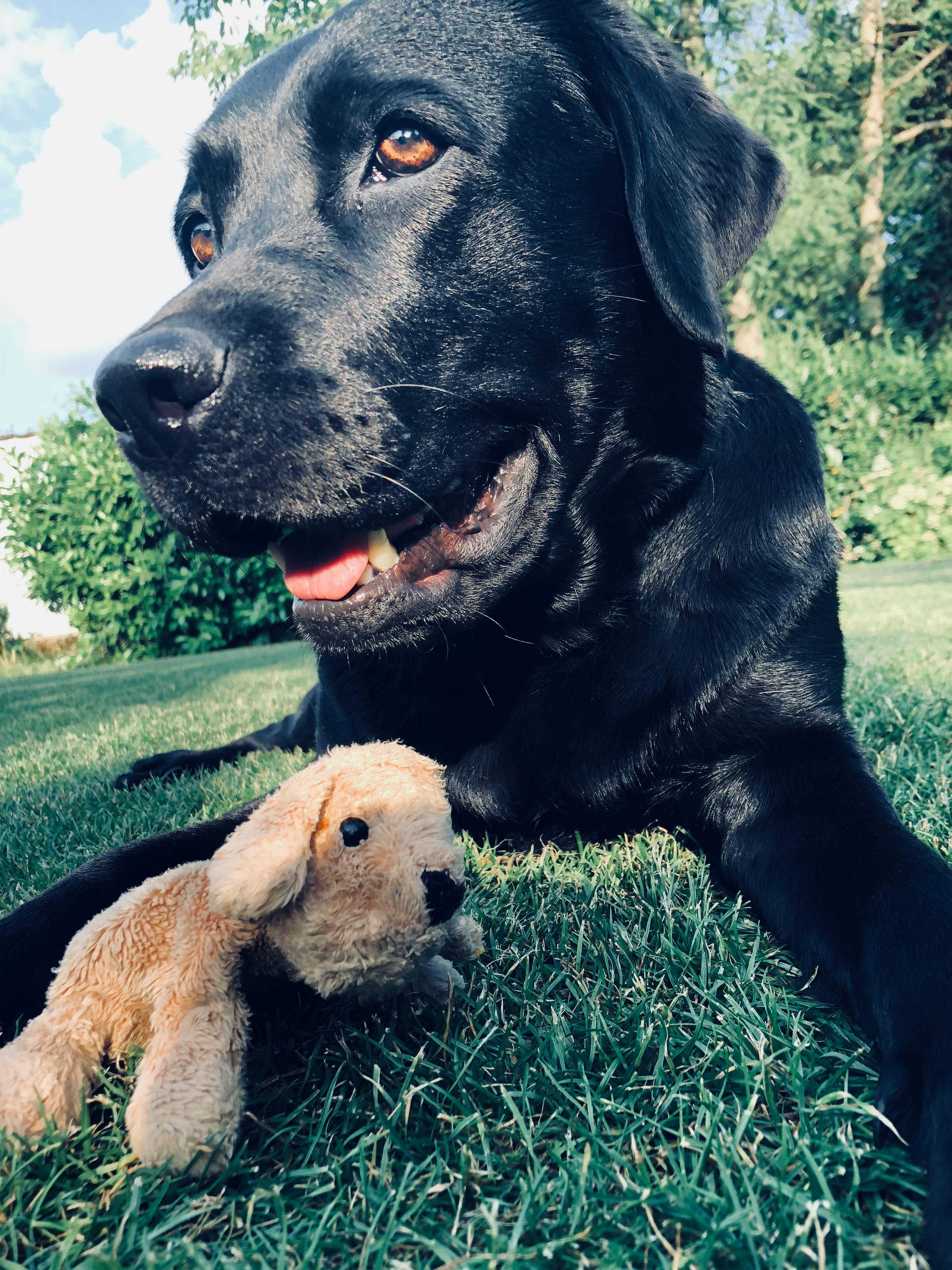 テディベア ラブラドール 黒い犬の無料の写真素材