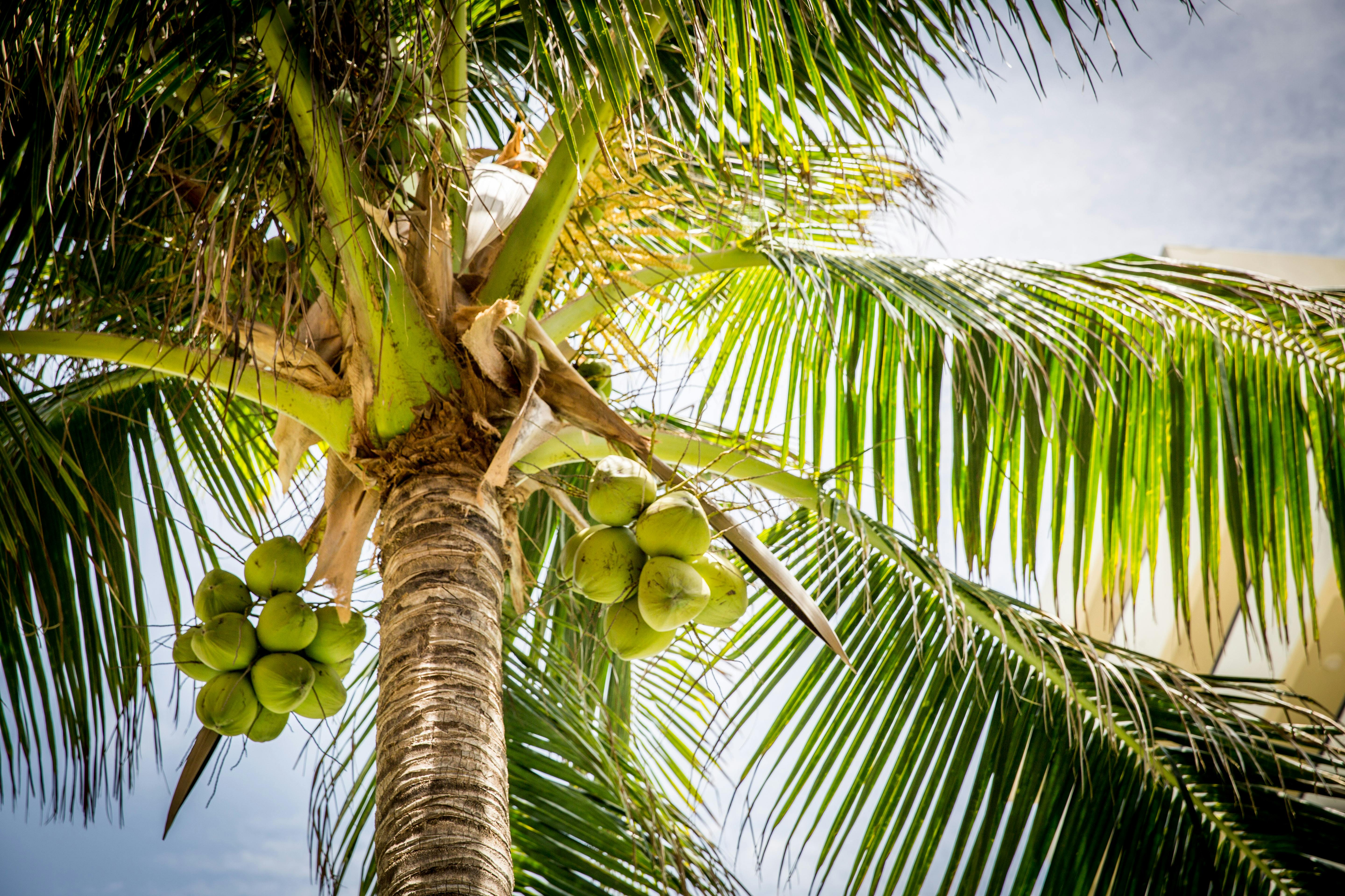 Free stock photo of beach, coconuts, palm