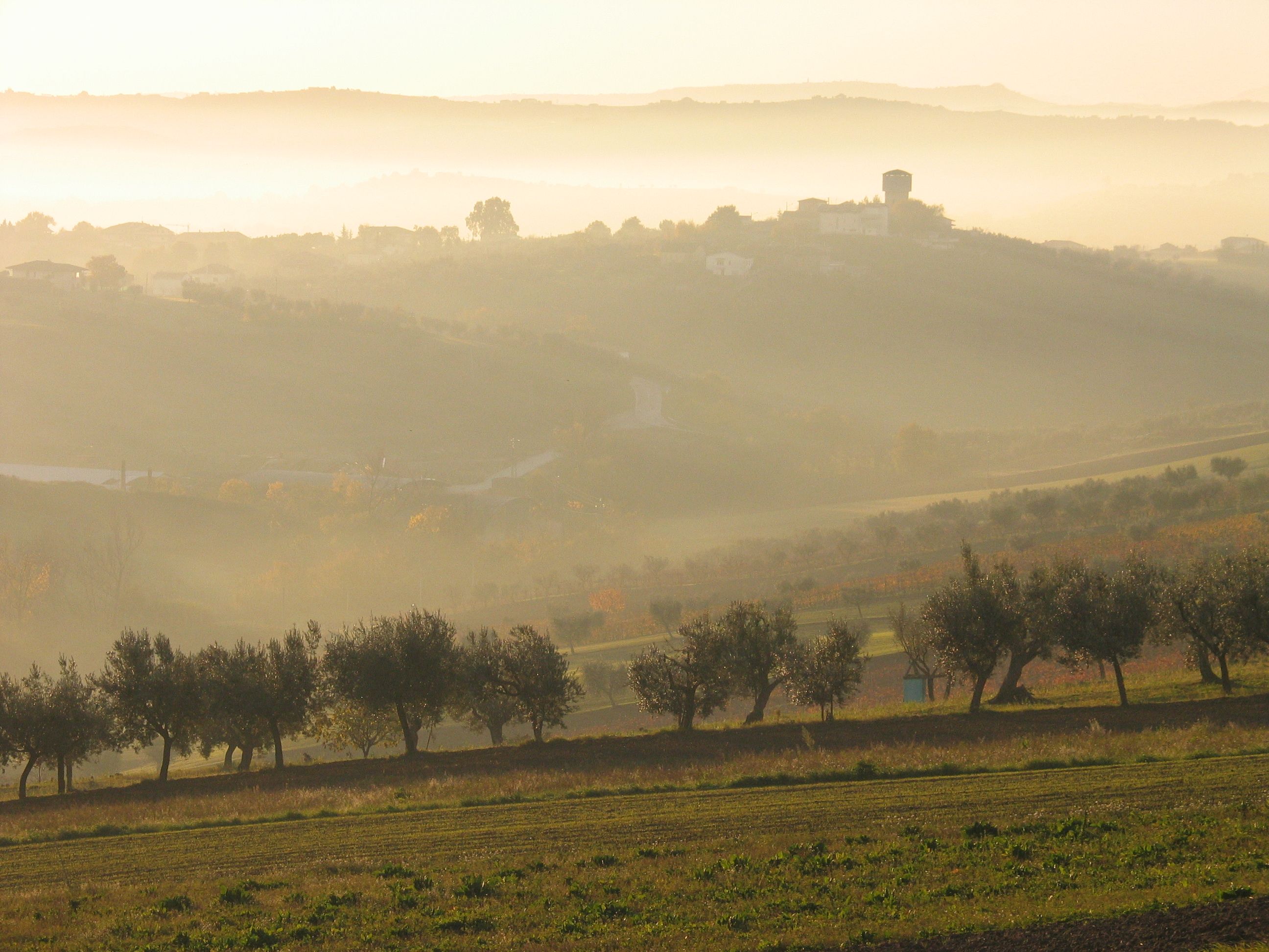 Sentiero degli Ulivi — Olive Grove Trail