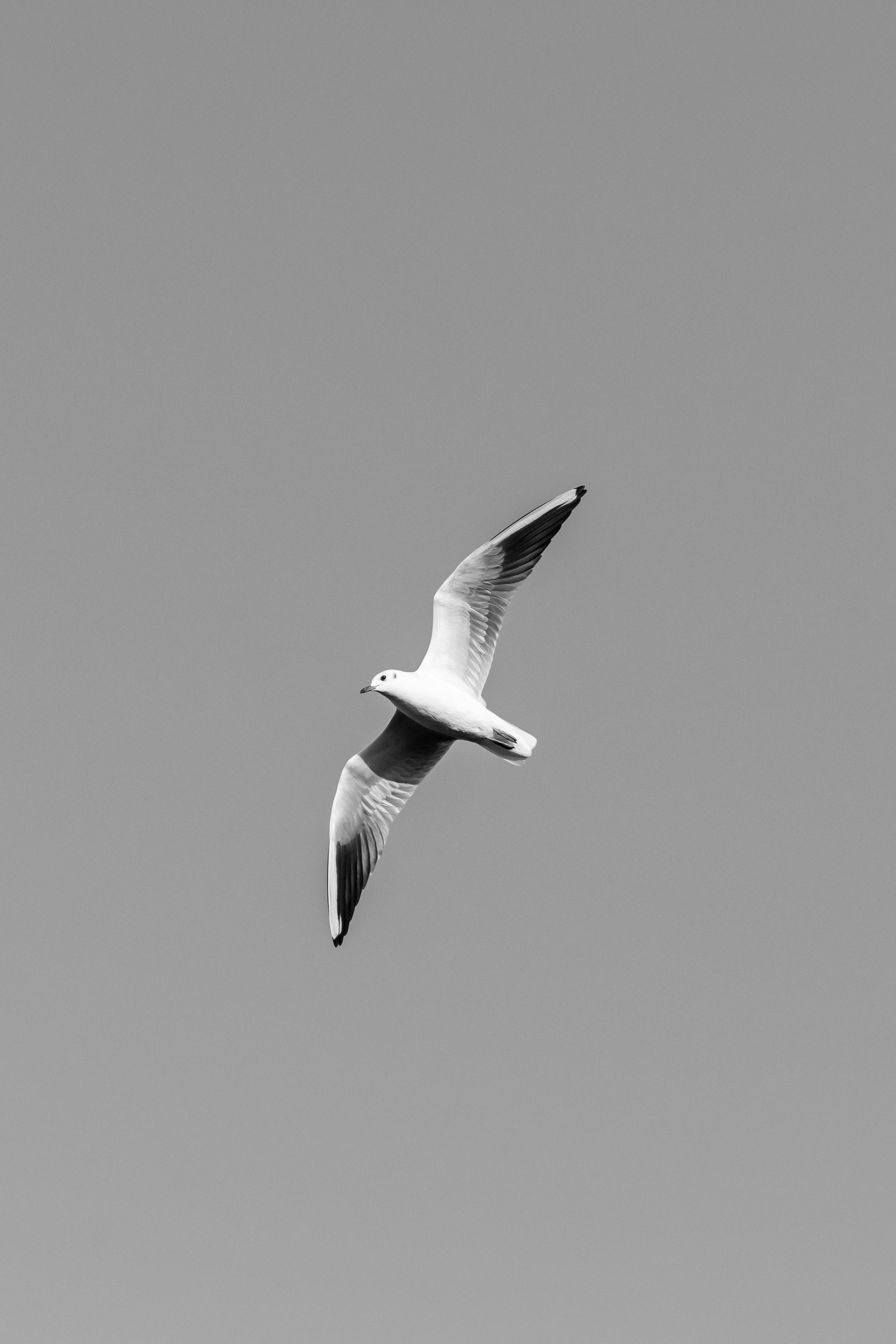 Monochrome photo of a seagull soaring with wings spread against a clear sky.