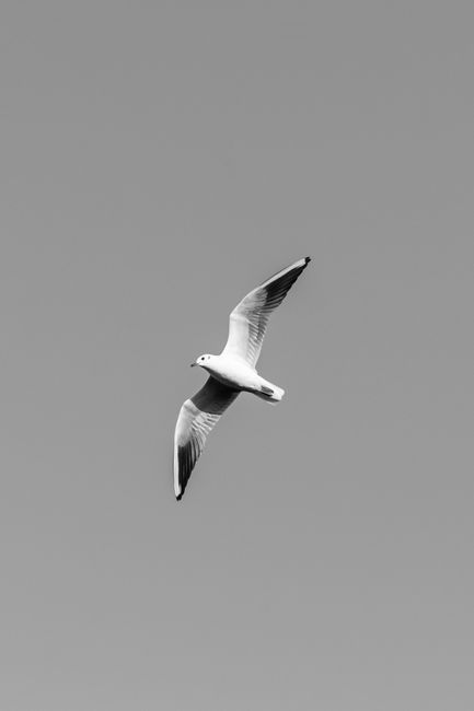 Monochrome photo of a seagull soaring with wings spread against a clear sky.