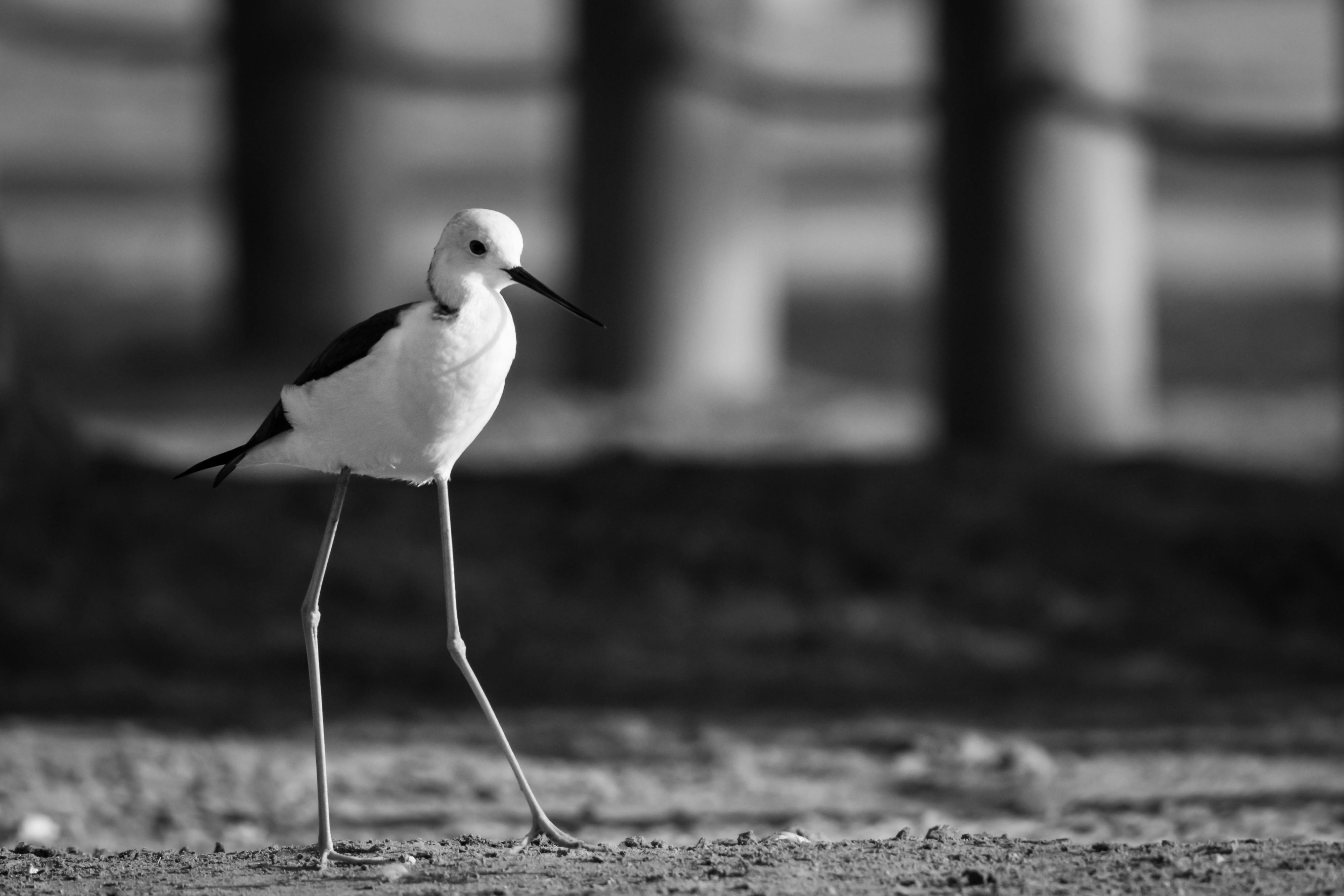 Blackwinged Stilt · Free Stock Photo