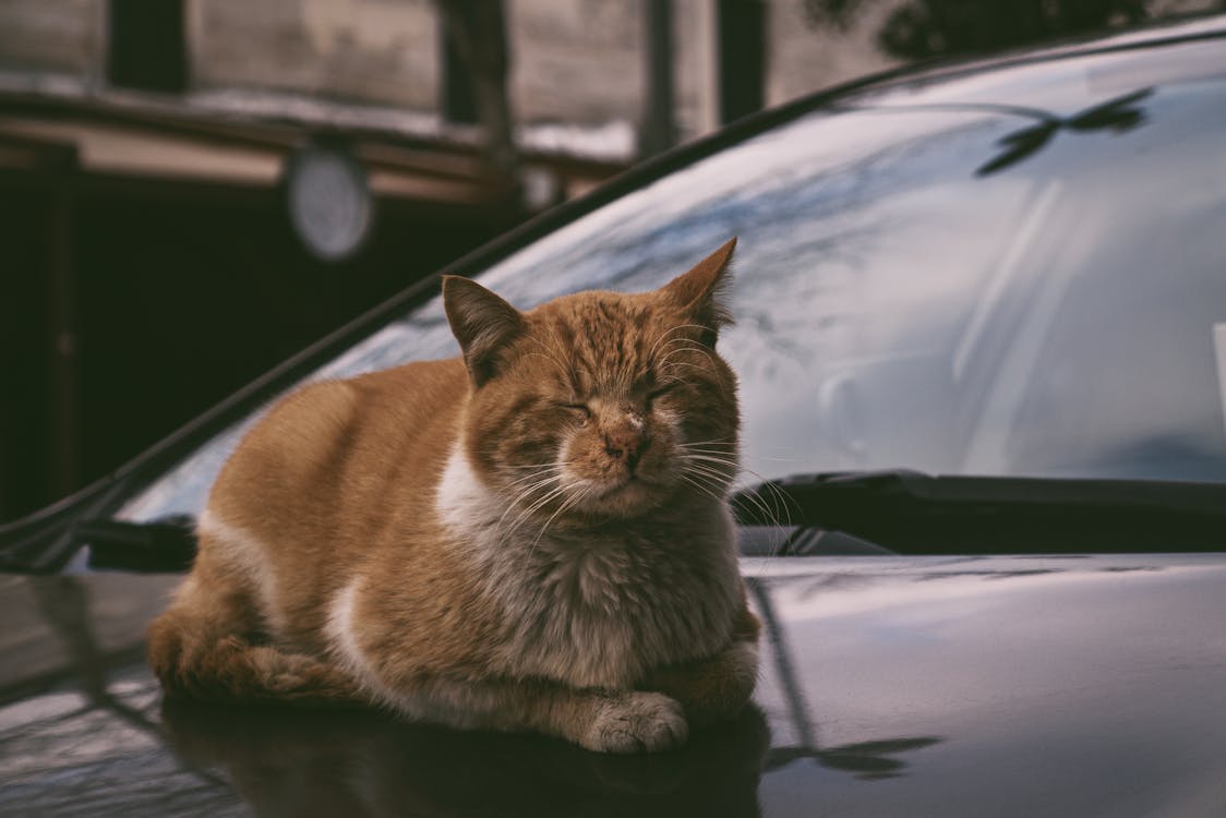 Free Cat Sleeping on Top of a Car Hood Stock Photo