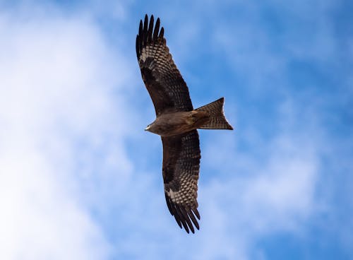 Základová fotografie zdarma na téma létání, mraky, obloha