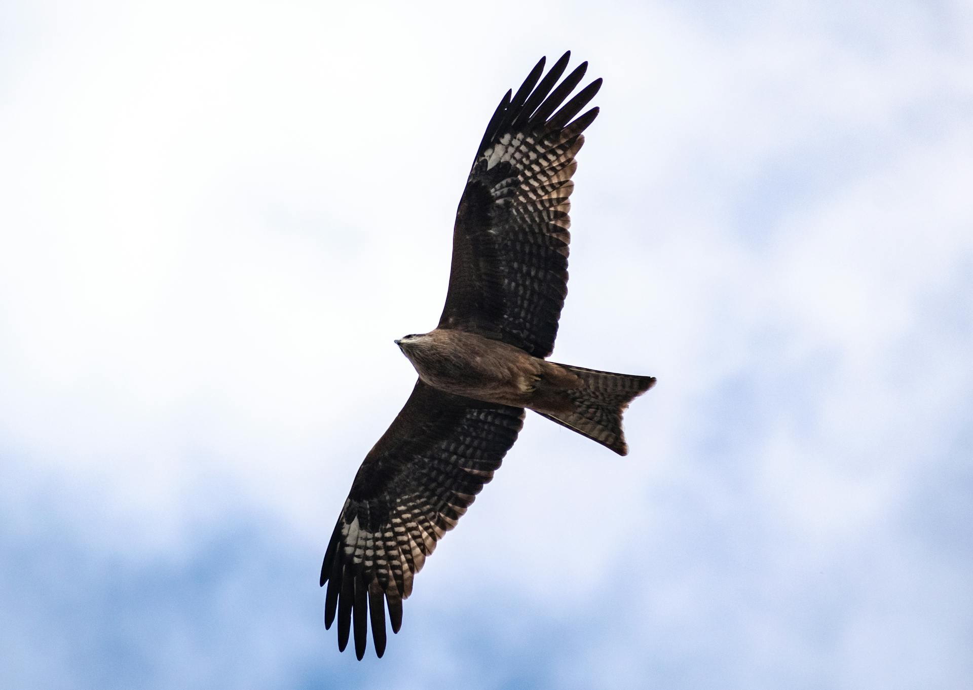 Predator Bird Flying