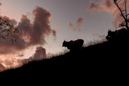 Free stock photo of animal farming, beautiful sunset, clouds