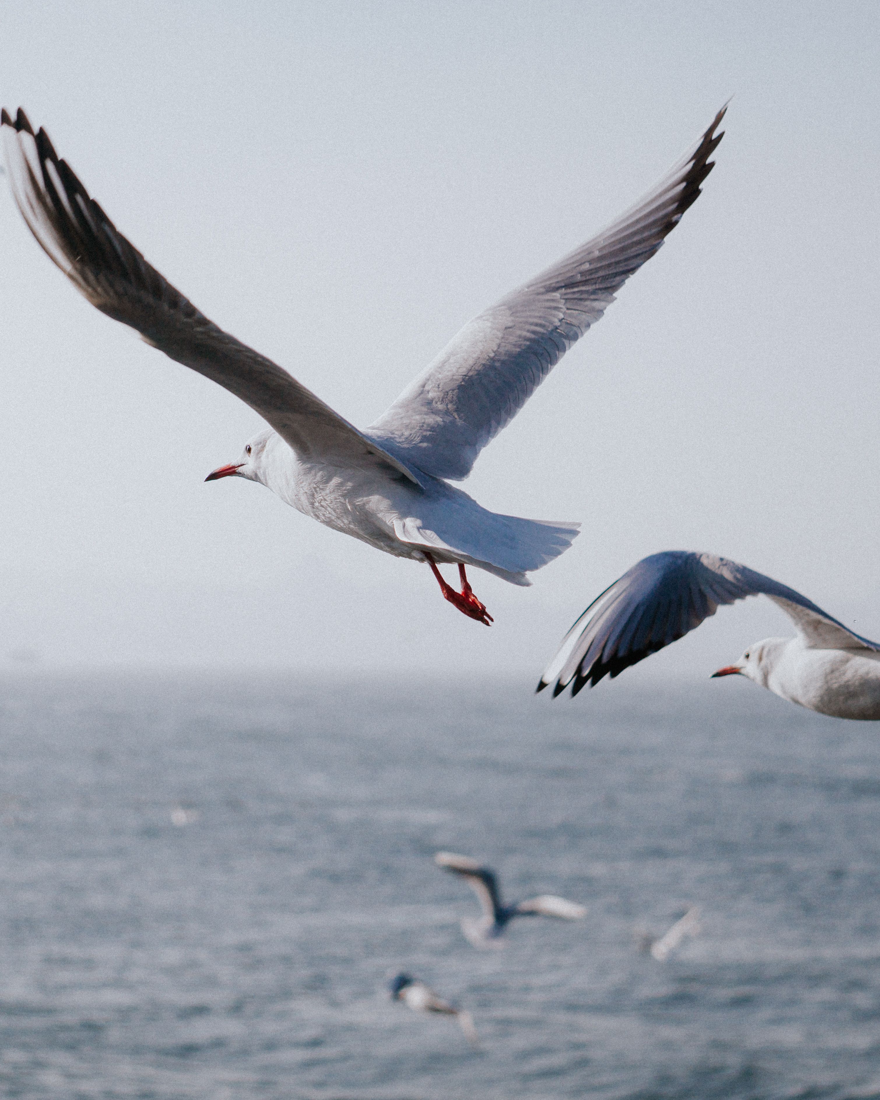 close-up-of-flying-seagulls-free-stock-photo