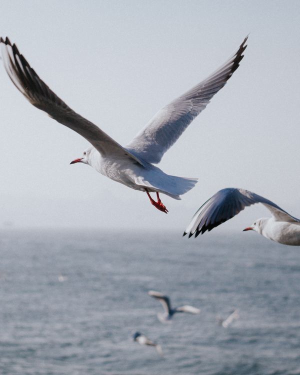 Close Up Of Flying Seagulls Free Stock Photo close-up-of-flying-seagulls-free-stock-photo