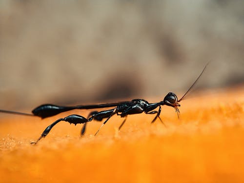 Free Extreme Close-up of an Insect  Stock Photo