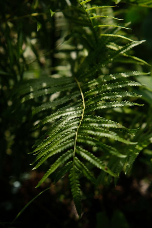 Green Slim Leaves