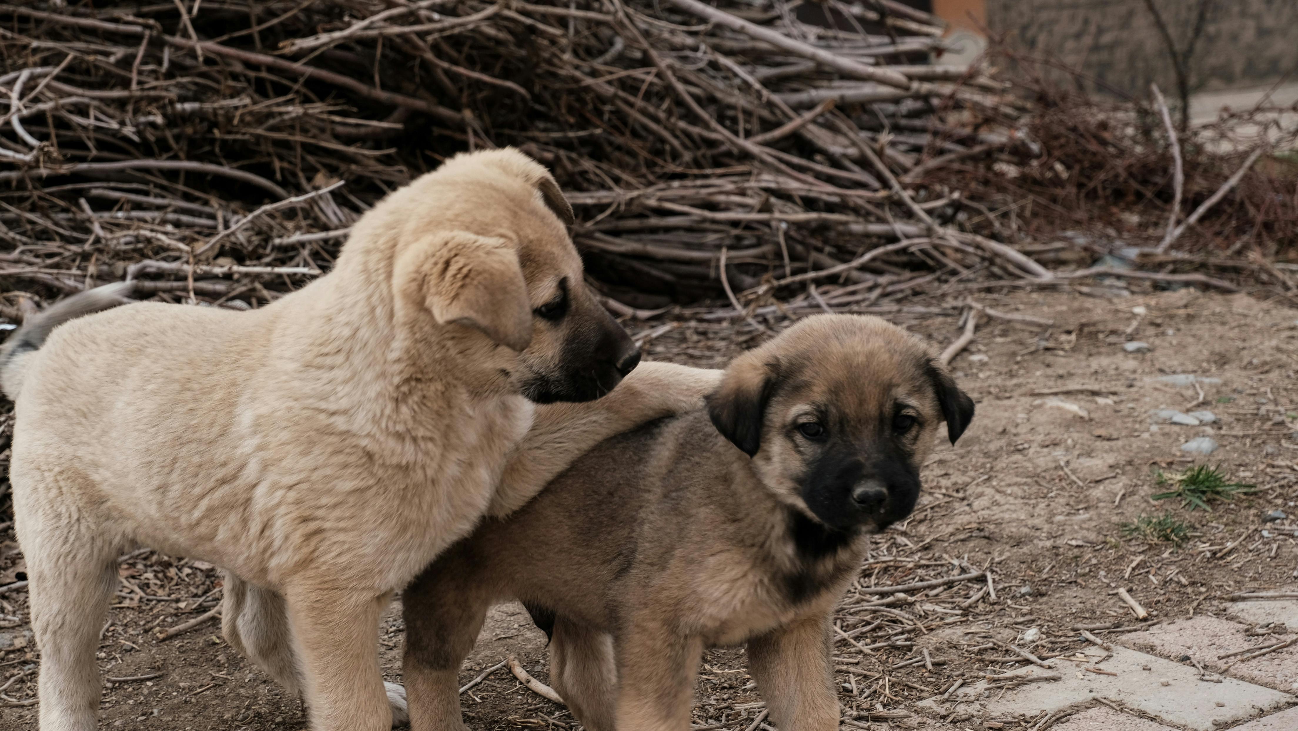 Licensed Pet Stores In Rockhampton: Responsible Buying Guide