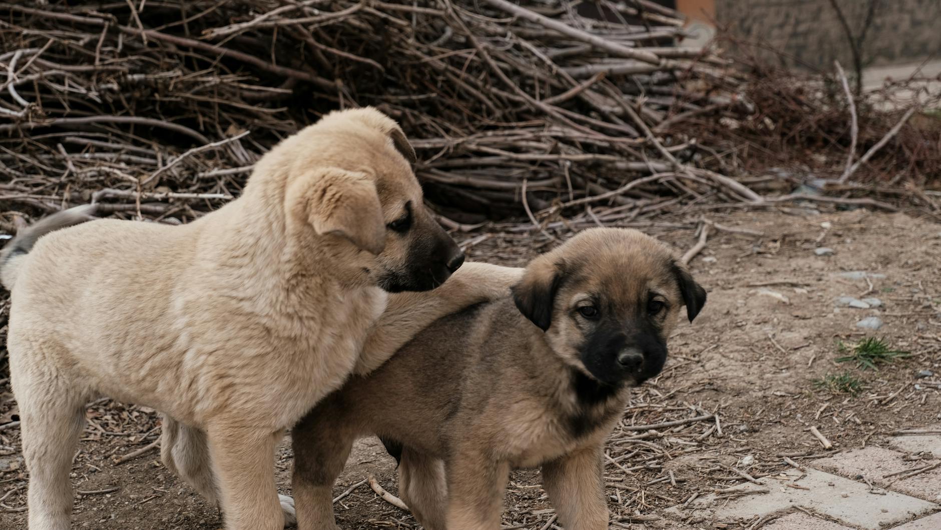 Two puppies are playing with each other