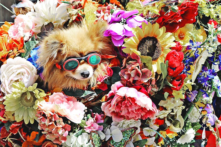 Dog Wearing Glasses Surrounded By Flowers