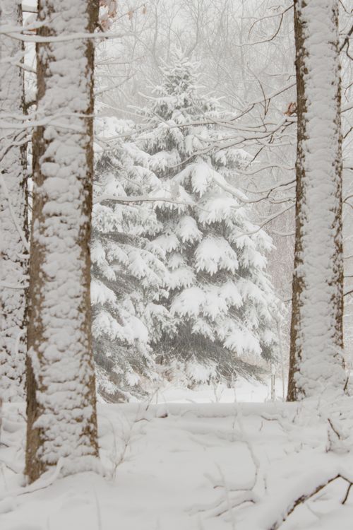 Free A tranquil winter forest scene with snow-laden evergreen trees. Stock Photo