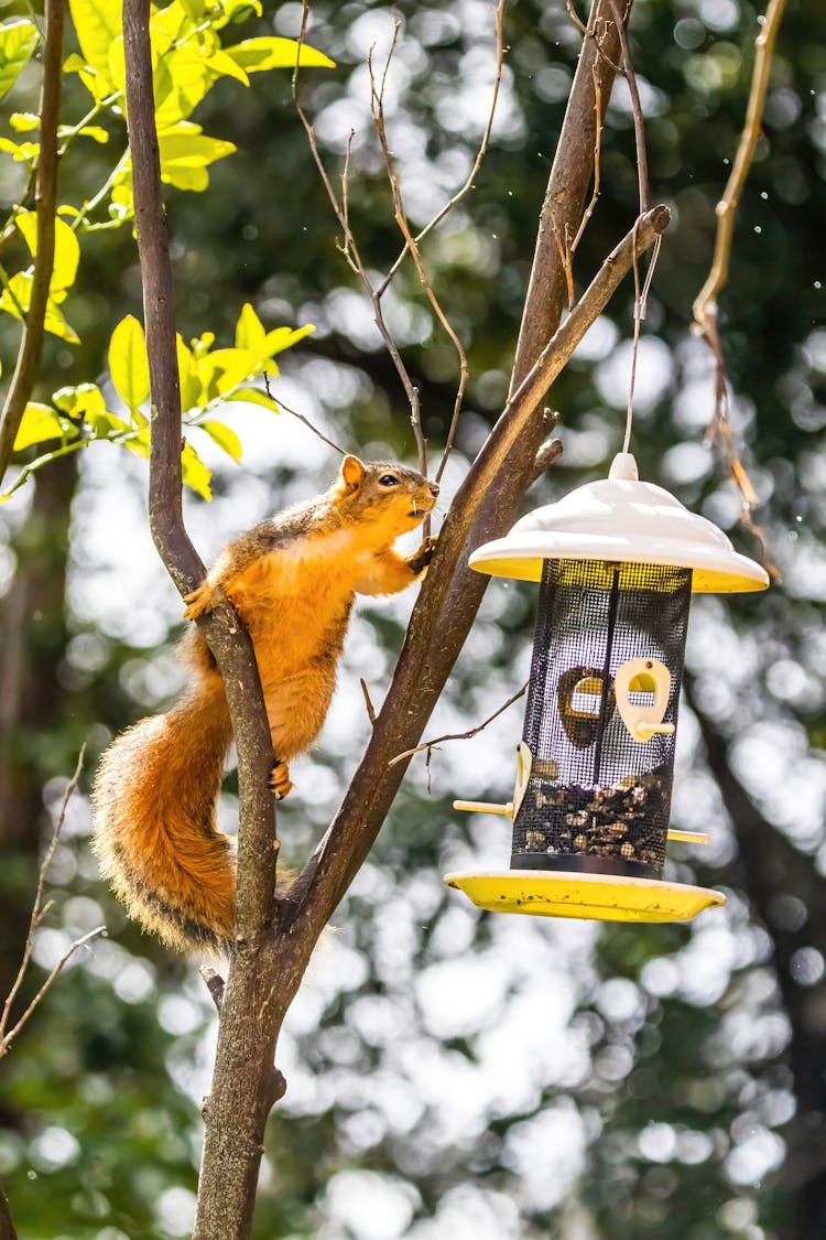 Squirrel On Tree