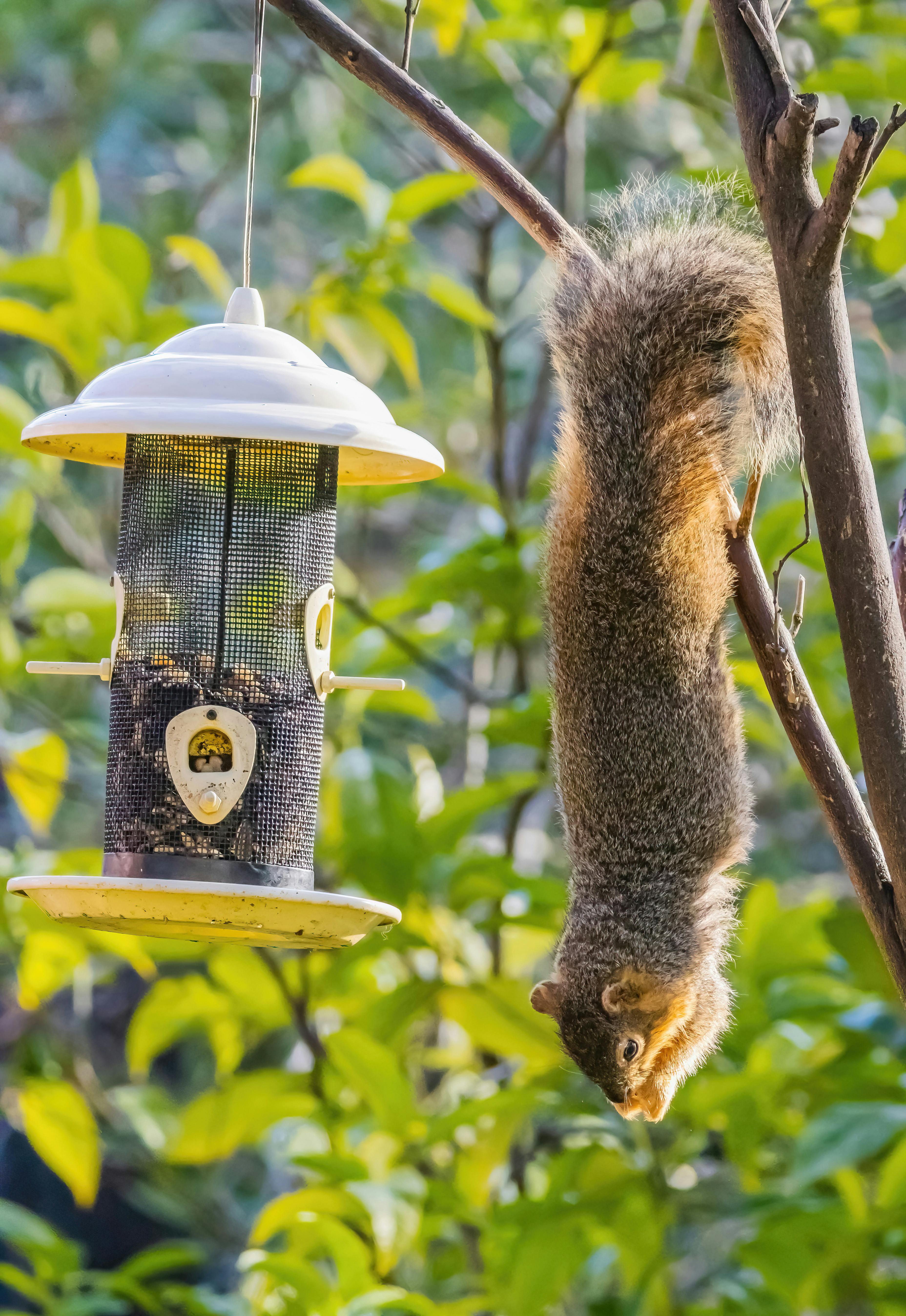 Reasons to squirrel-proof your bird feeder pole