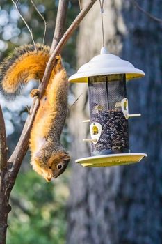 A squirrel skillfully hangs upside down on a tree branch, reaching for bird seeds in a feeder.