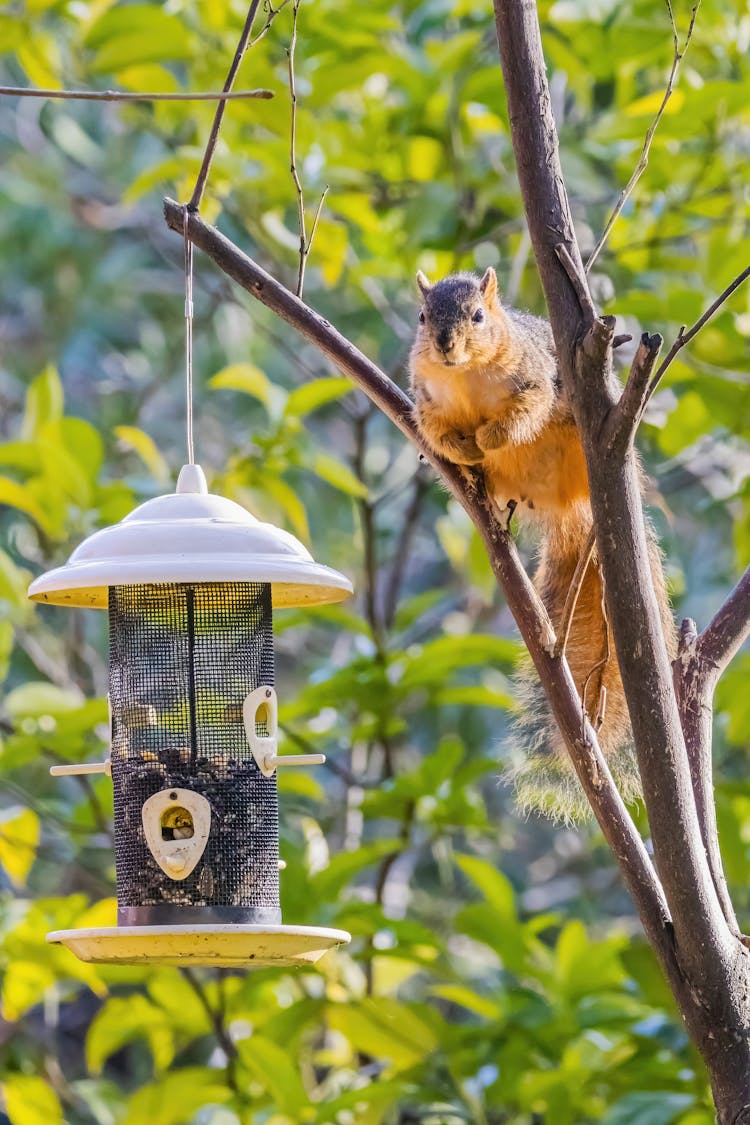 Squirrel On Tree