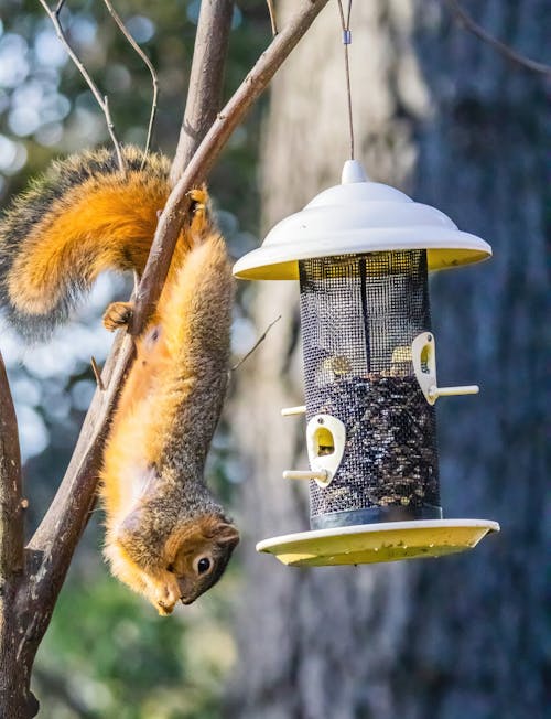가지, 공급기, 다람쥐의 무료 스톡 사진