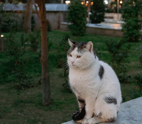 Ilmainen kuvapankkikuva tunnisteilla eläin, istuminen, kissa