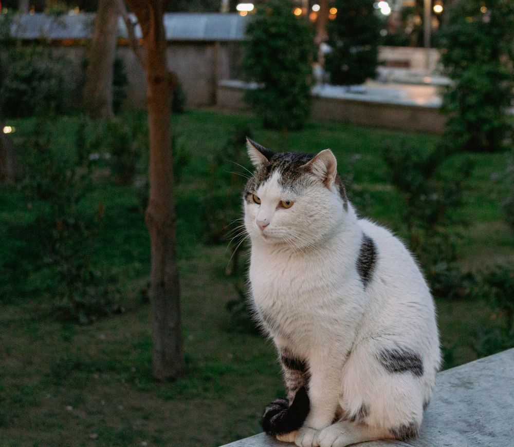 Black and white cat outdoors in a quiet garden at dusk