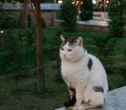 Free White and black cat sitting on a wall in a garden during dusk, capturing a calm urban setting. Stock Photo