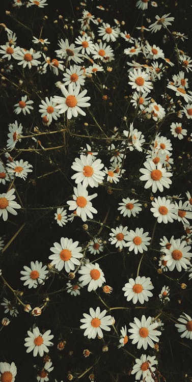 Chamomile Flowers in a Meadow