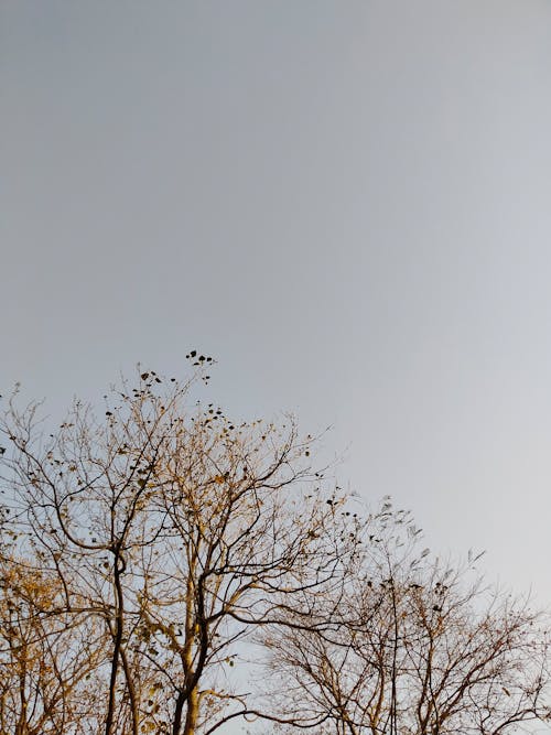 Clear Sky over Trees