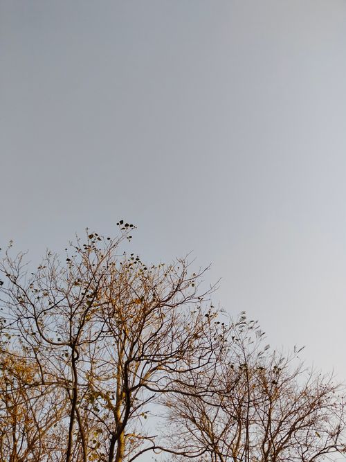 Free A serene view of leafless trees reaching towards a clear blue sky, capturing the essence of autumn tranquility. Stock Photo