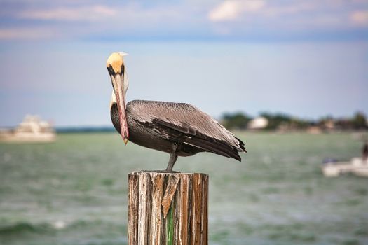 Florida Keys Wild Bird Center near Key Largo