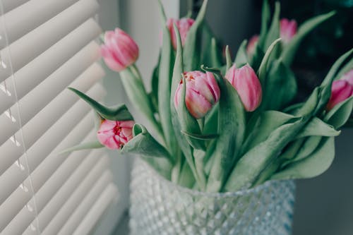 Foto stok gratis bejana, bunga tulip, bunga-bunga