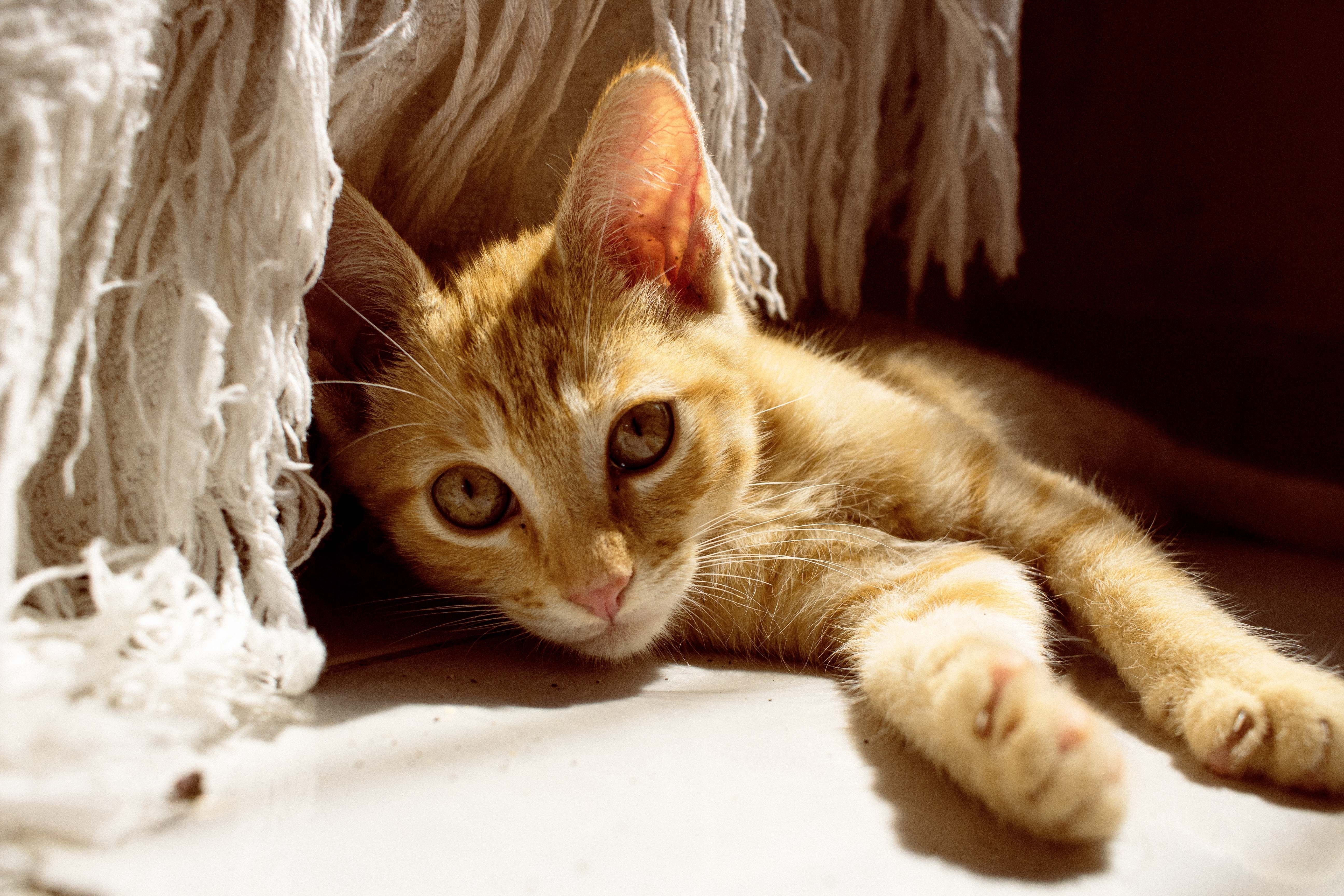 pet care pet health — Photo by Leticia  Curvelo on Pexels