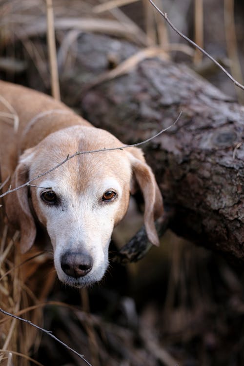 Fotos de stock gratuitas de cabeza, de cerca, fotografía de animales