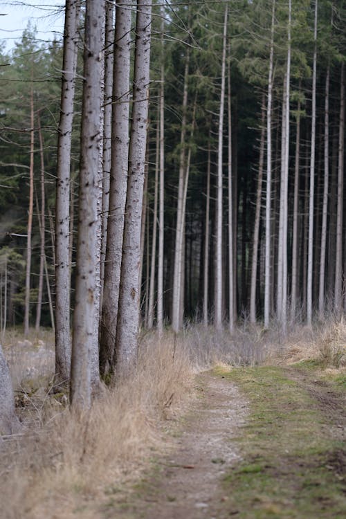 Imagine de stoc gratuită din arbori, arbori veșnic verzi, cale