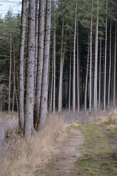 Základová fotografie zdarma na téma hustý, jehličnan, kmeny stromů