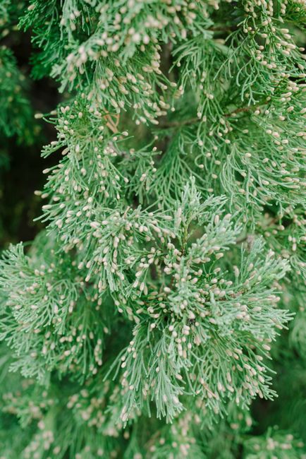 Detailed view of lush green conifer tree branches with needle-like leaves.