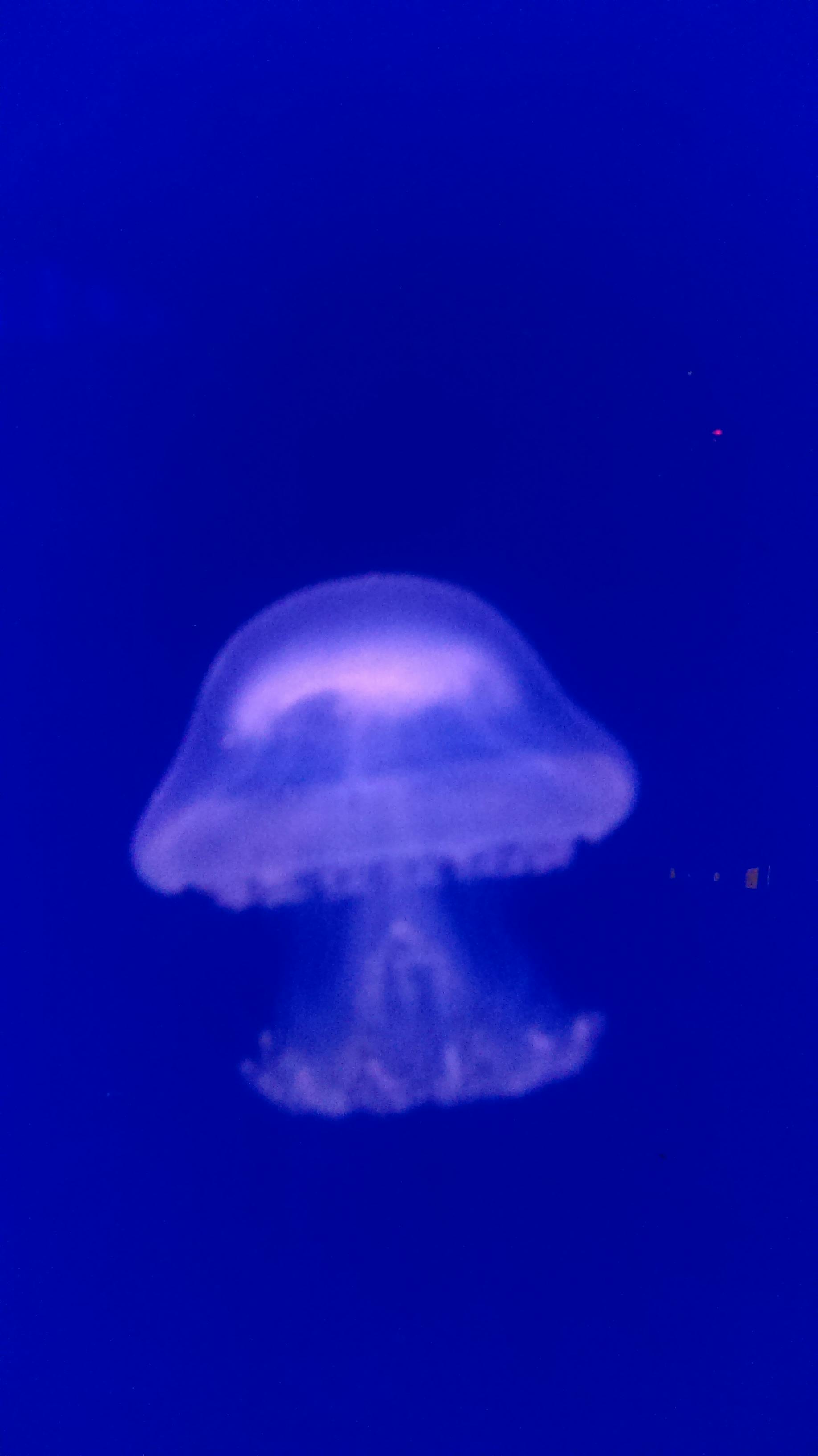 Free stock photo of deep ocean, jelly fish, jellyfish