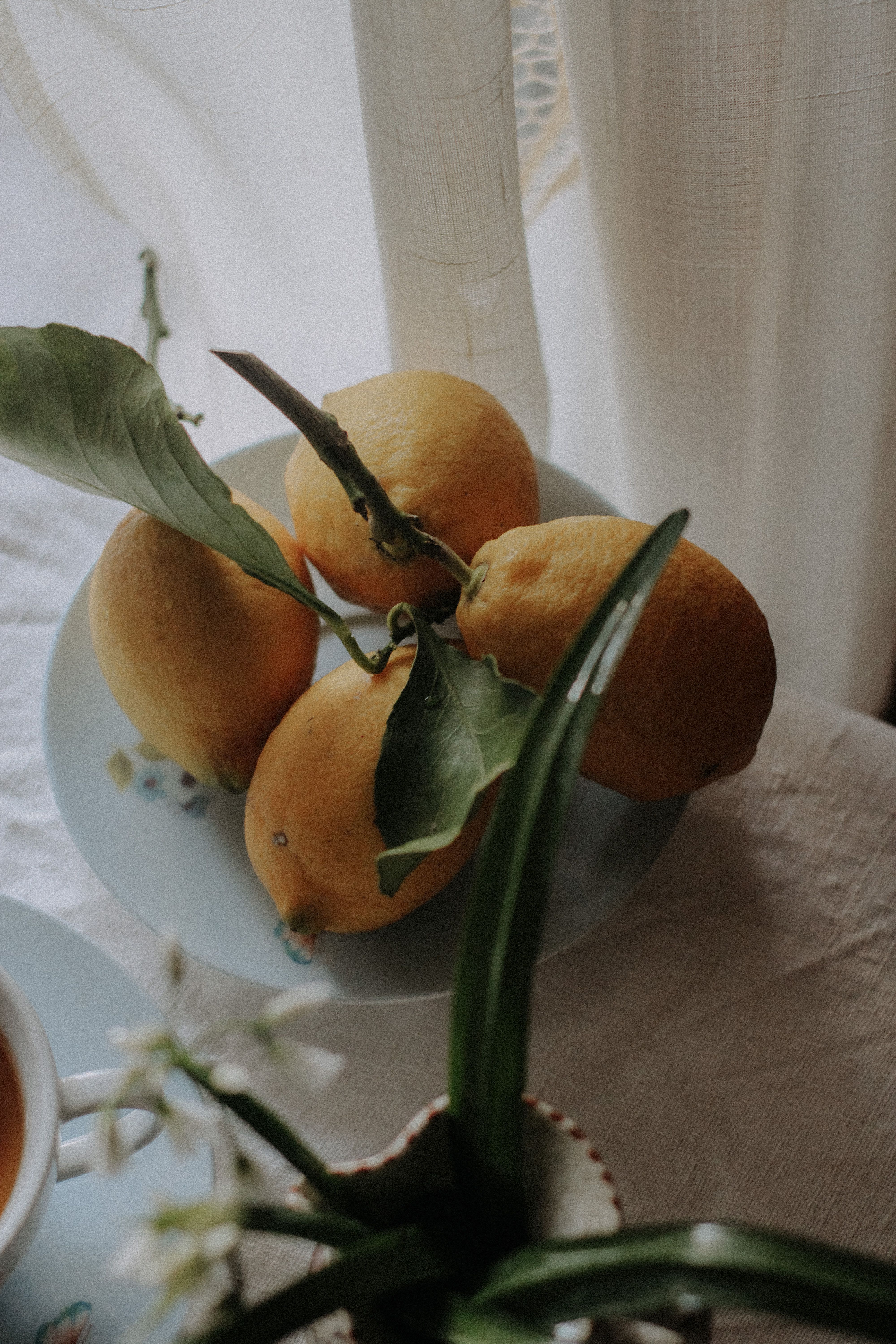 Herbal tea beside lemons