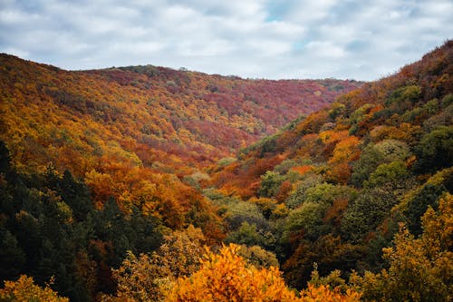 Free stock photo of colors, forest