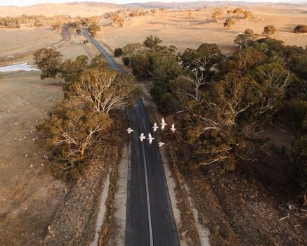 Aerial view of a scenic road in Cullerin, NSW, Australia, with birds flying over rural landscape.