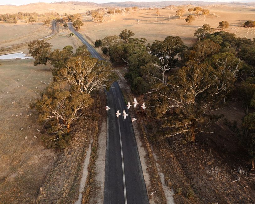 Aerial view of a scenic road in Cullerin, NSW, Australia, with birds flying over rural landscape.