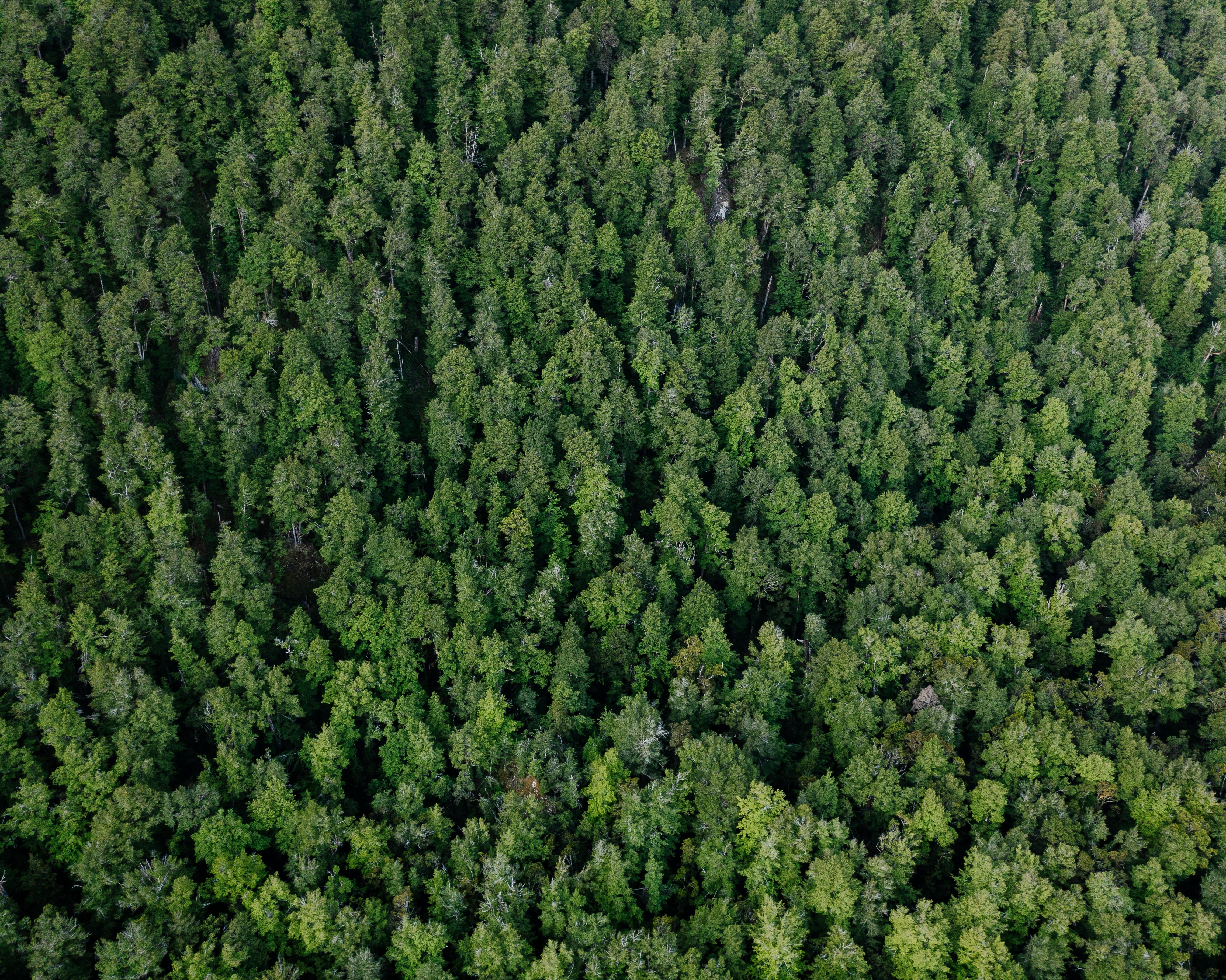 Aerial View Of A Coniferous Forest · Free Stock Photo