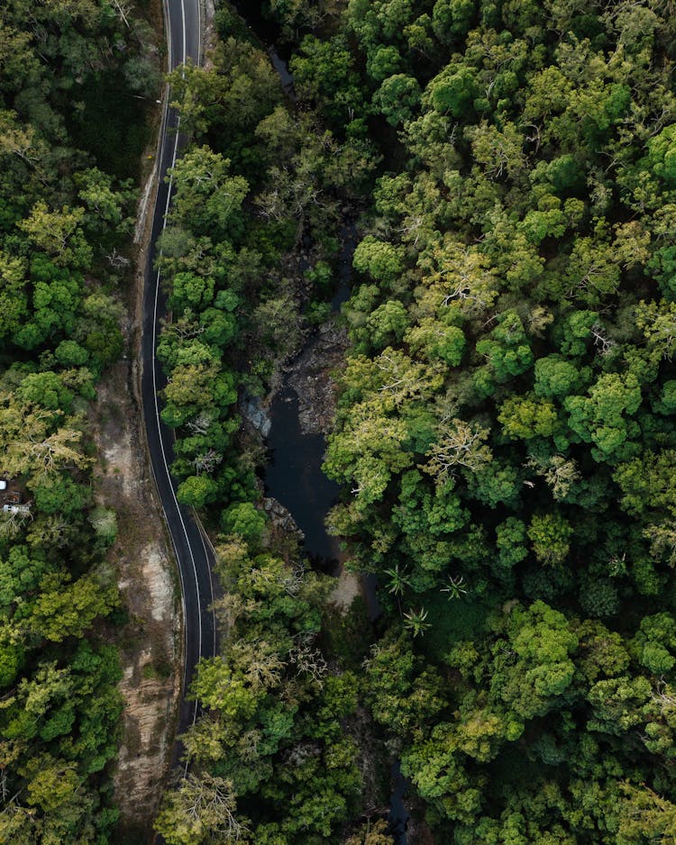 River In A Forest By A Road