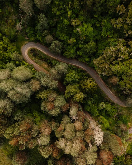 Imagine de stoc gratuită din arbori, codru, drum