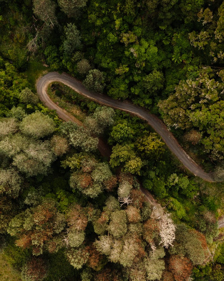 Road Winding In A Forest