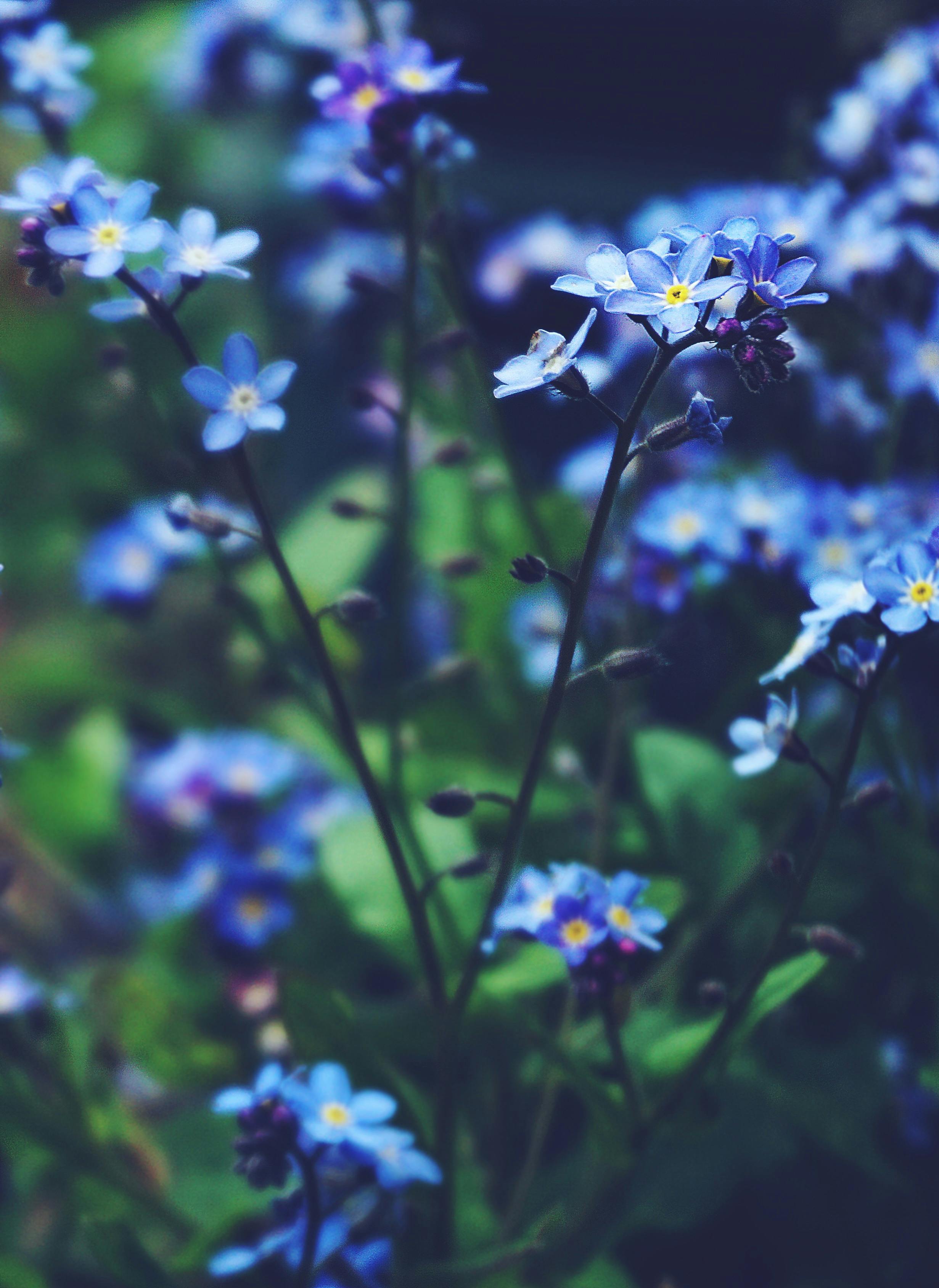 Blue Flowers Iphone Wallpapers Flower  Imágenes españoles
