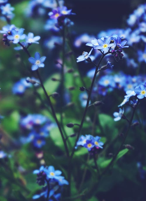 藍色小花的特寫照片