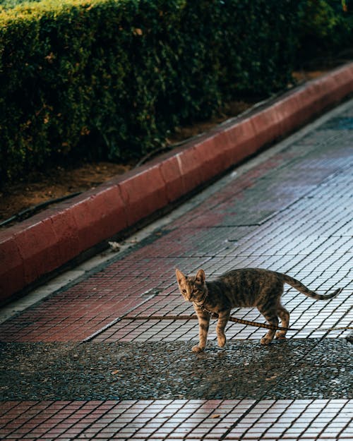 Kitten Walking on a Pavement